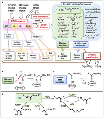 Lipid Peroxide-Derived Reactive Carbonyl Species as Mediators of Oxidative Stress and Signaling